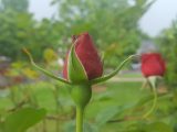 Budding red rose