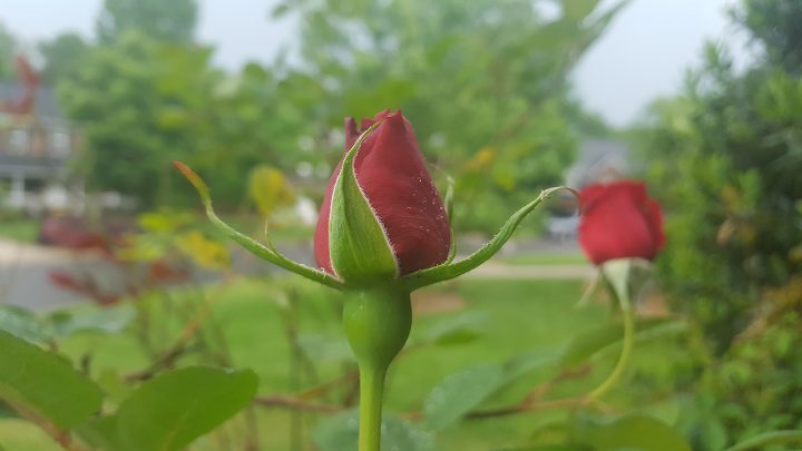 Budding red rose